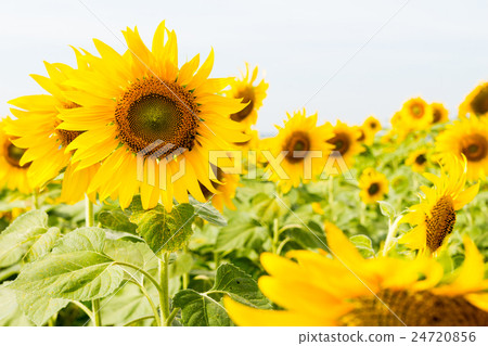 Sunflower field 24720856