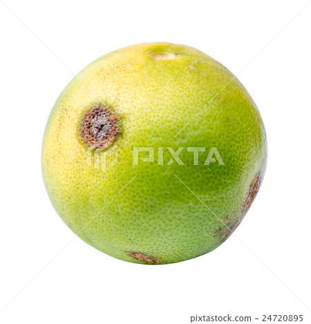 lemon lemon 24720895