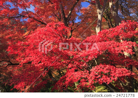 Kyoto Bulletin Institute Brilliant Maple Autumn Leaves Kyoto Bulletin Institute Brilliant Maple Autumn Leaves 24721778