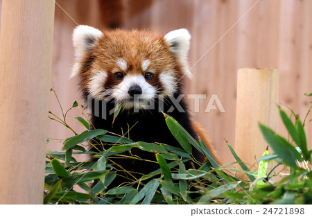 Lesser panda 24721898