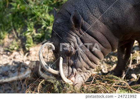 North Sulawesi babirusa North Sulawesi babirusa 24721992
