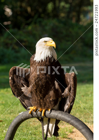 Bald Eagle (Haliaeetus leucocephalus) Bald Eagle (Haliaeetus leucocephalus) 24721993