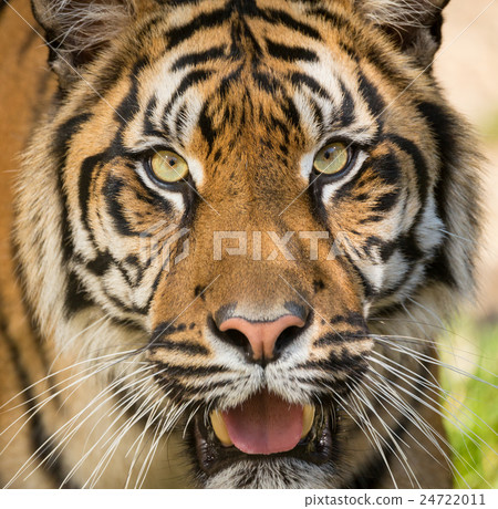 Sumatran Tiger, Panthera tigris sumatrae 24722011