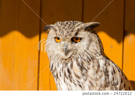 Eurasian Eagle Owl (Bubo bubo) 24722012