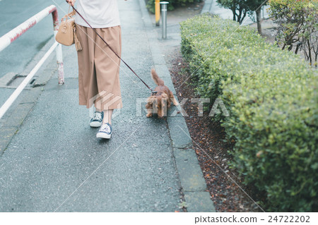 pet, pets, pet dog 24722202