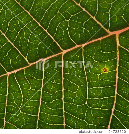 green leaf texture background of poinsettia 24722820