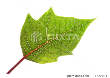 green leaf of poinsettia christmas tree isolated green leaf of poinsettia christmas tree isolated 24722821