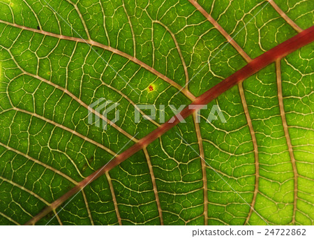 green leaf texture background of poinsettia 24722862