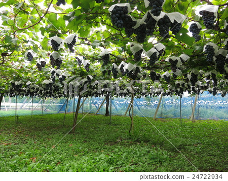 A tourist vineyard in Yamanashi Prefecture where you can enjoy grape picking 24722934