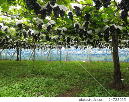 山梨縣的旅遊葡萄園，您可以在那裡品嚐葡萄 24722935