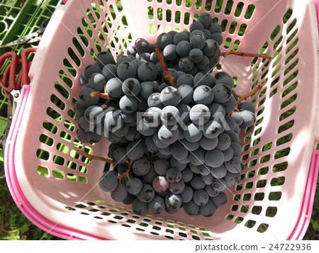 葡萄採摘收穫的葡萄在旅遊葡萄園裡 24722936