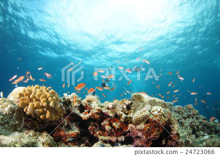 Blue sea and fish Blue sea and fish 24723066