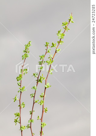 Twigs bunch Twigs bunch 24723285