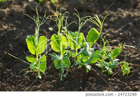 Pea plants 24723290