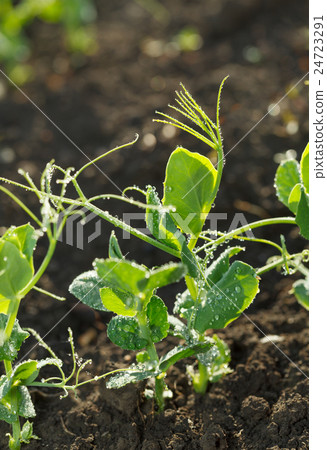 Green pea plants 24723291