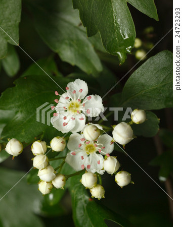 Flowers and buds 24723293