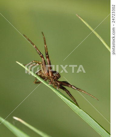 Spider hunting in grass 24723302