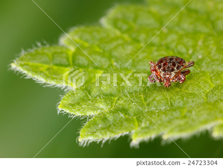 Tick en face 24723304