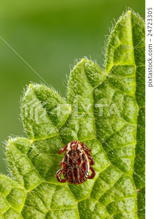 Waiting dangerous tick 24723305