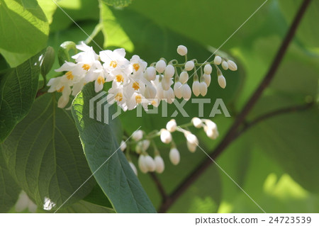 玉鈴花 玉鈴花 24723539