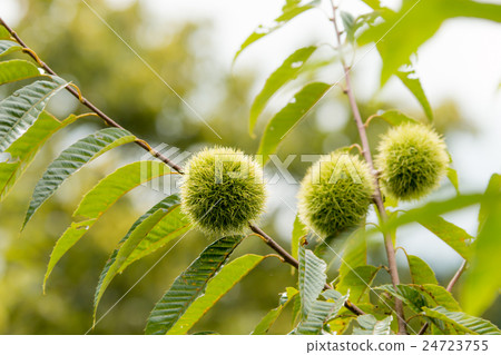 Chestnut  24723755