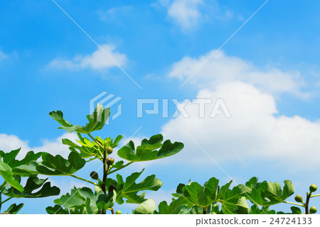 The fig and the blue sky 24724133