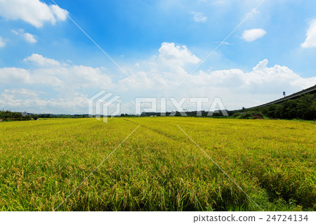A rain paddy with a clear blue sky and rice between harvests A rain paddy with a clear blue sky and rice between harvests 24724134