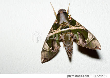 Oleander Hawkmoth 24724482