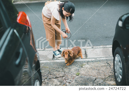 miniature dachshund, female, lady 24724722