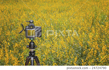 Camera on tripod Camera on tripod 24724790