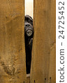Dog looking through the fence 24725452