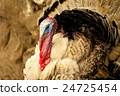 Turkey against neutral background 24725454
