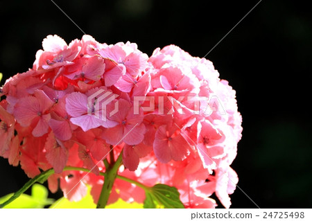Hydrangea in full bloom shining in sunset 24725498