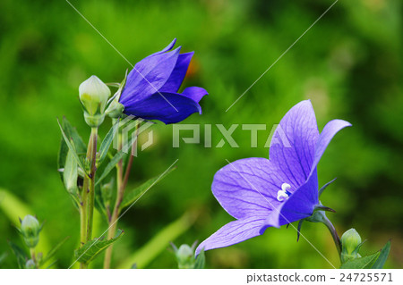 Bellflower Bellflower 24725571