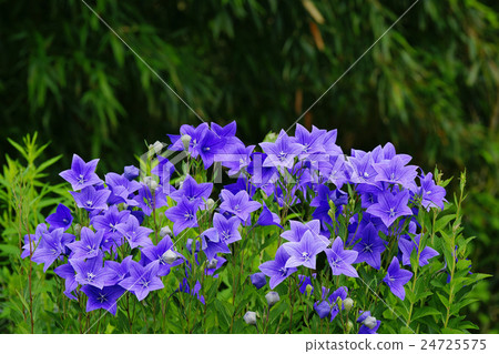 中國桔梗 24725575