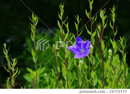 中國桔梗 24725577