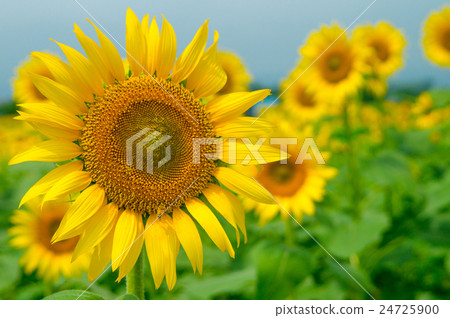 sunflower	 24725900