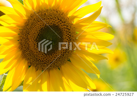 Sunflower in a field Sunflower in a field 24725927