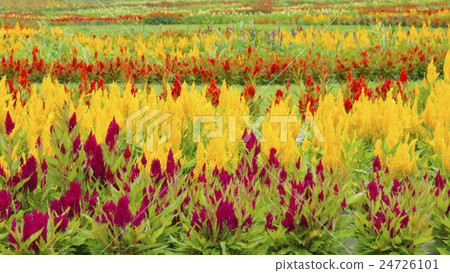 Cateau 16: 9 Cateau 16: 9 24726101