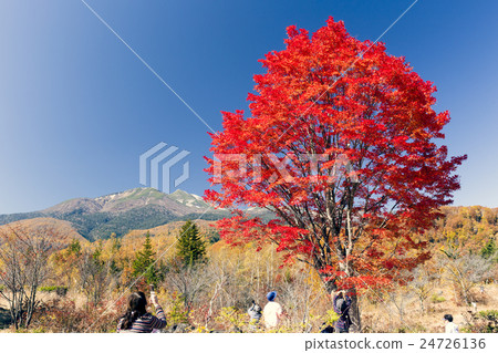 Oyo maple和Norikura Kogen 24726136