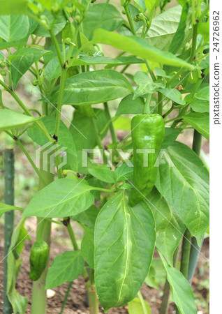 Beginner's home garden planting green pepper 24726962