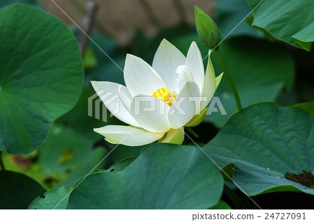 Lotus flower 24727091