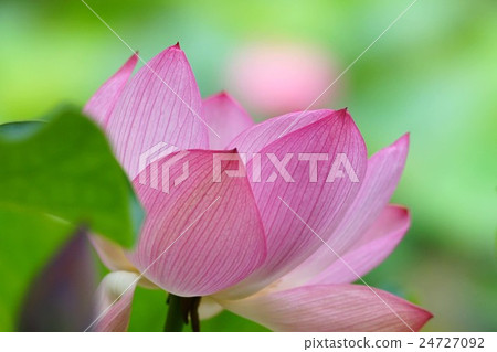 Lotus flower Lotus flower 24727092