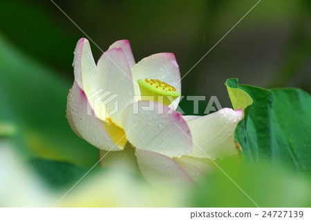 Lotus flower Lotus flower 24727139