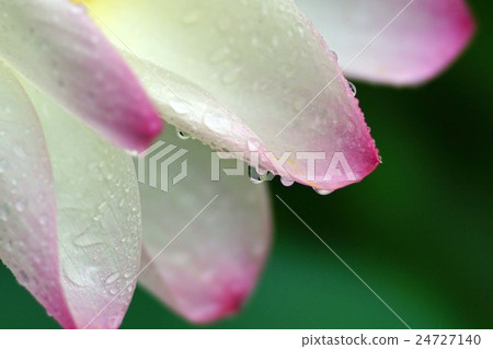 Lotus flower 24727140