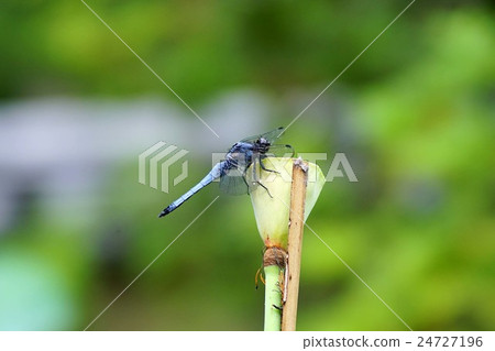 Shiokaratombo 24727196