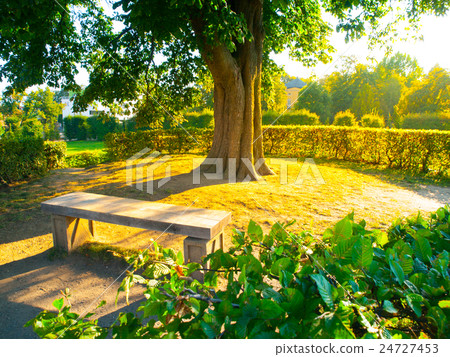 Garden bench under the tree in summer time park Garden bench under the tree in summer time park 24727453
