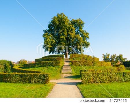 Lush green deciduous tree on a garden hill Lush green deciduous tree on a garden hill 24727455