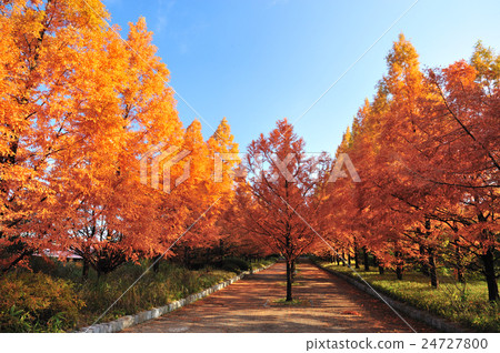 秋天綠樹成蔭的大道(神戶市森林植物園) 秋天綠樹成蔭的大道(神戶市森林植物園) 24727800
