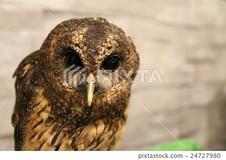 難波小雞貓頭鷹 24727980